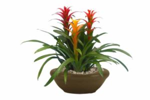 Tropical Plant Rentals