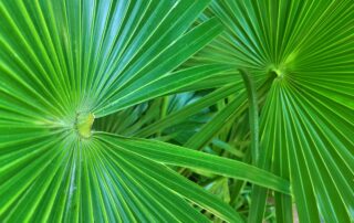 tropical plant installations near me