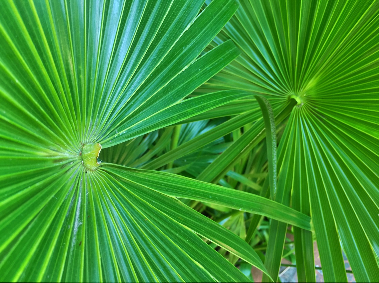 tropical plant installations near me