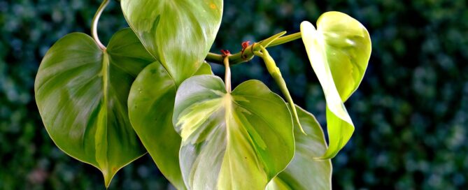 philodendron plant leasing near me