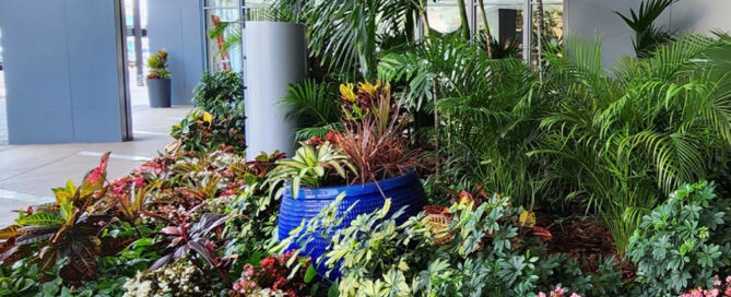 plant leasing services Sarasota