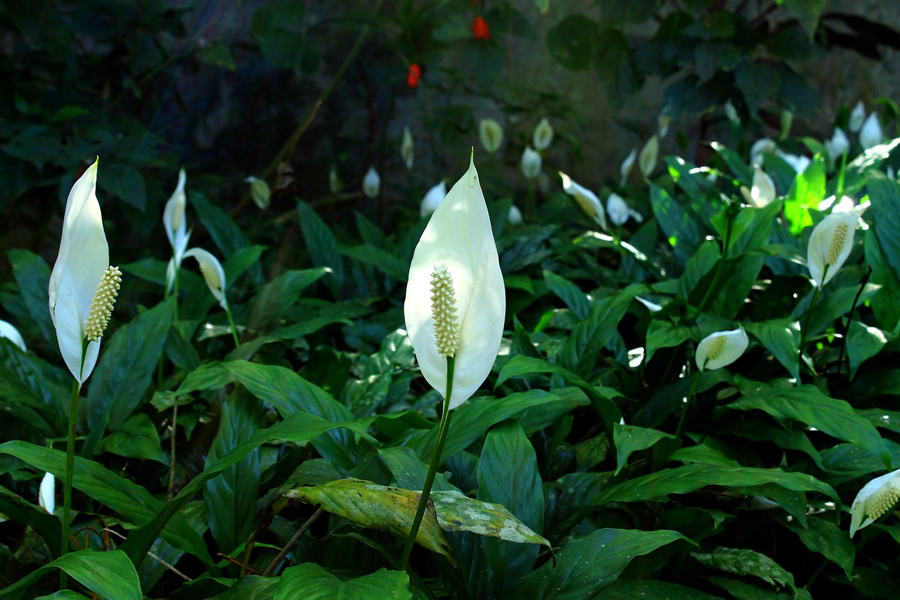 peace lily plant leasing