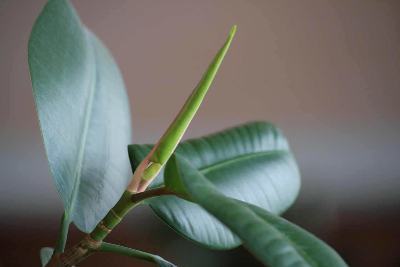 rubber tree plant leasing