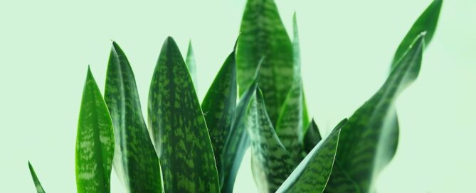 snake plant leasing