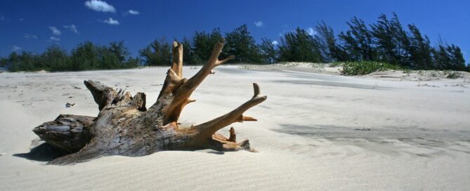 driftwood sculpture Sarasota