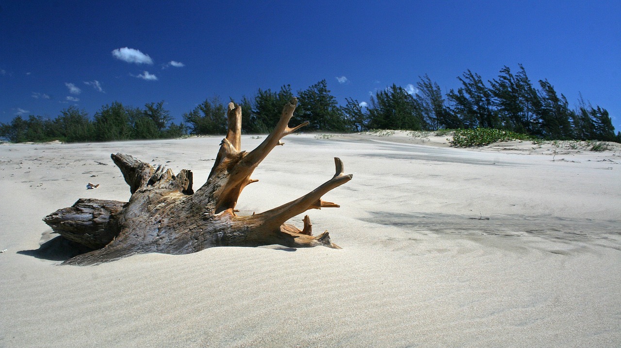 driftwood sculpture Sarasota