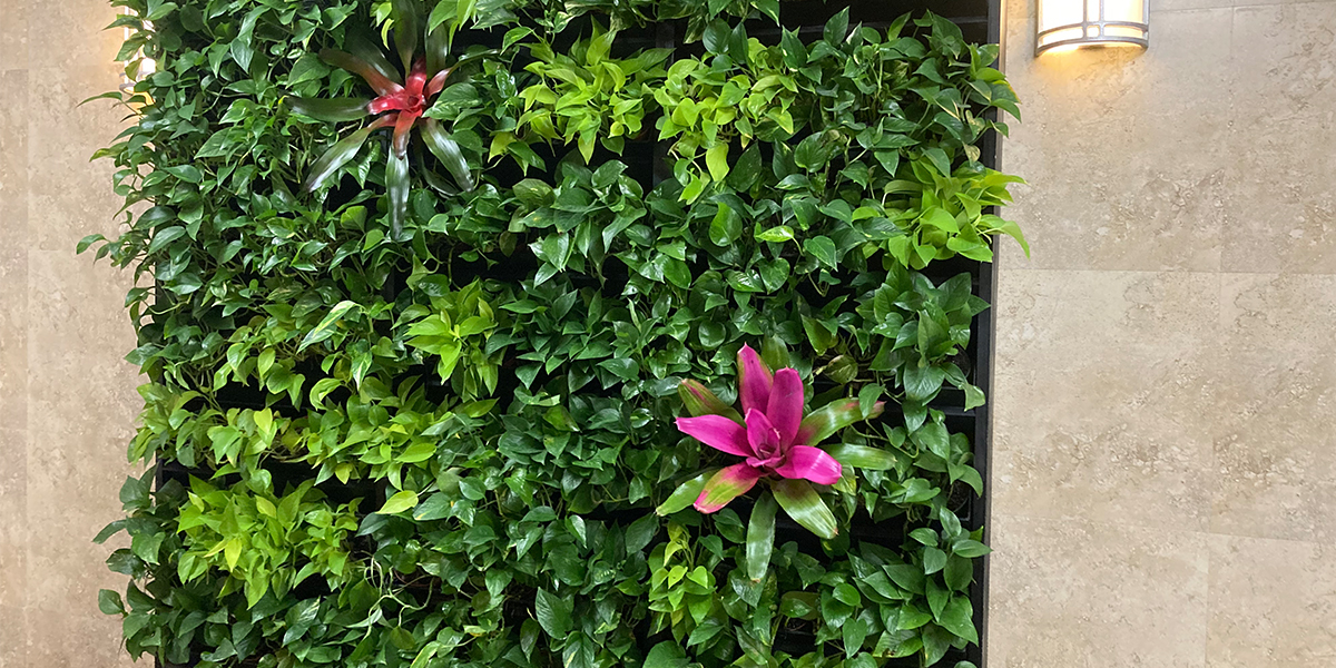 bromeliads living wall