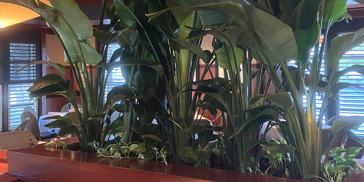 restaurant design plants