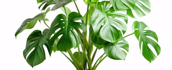 Monstera plant for the office