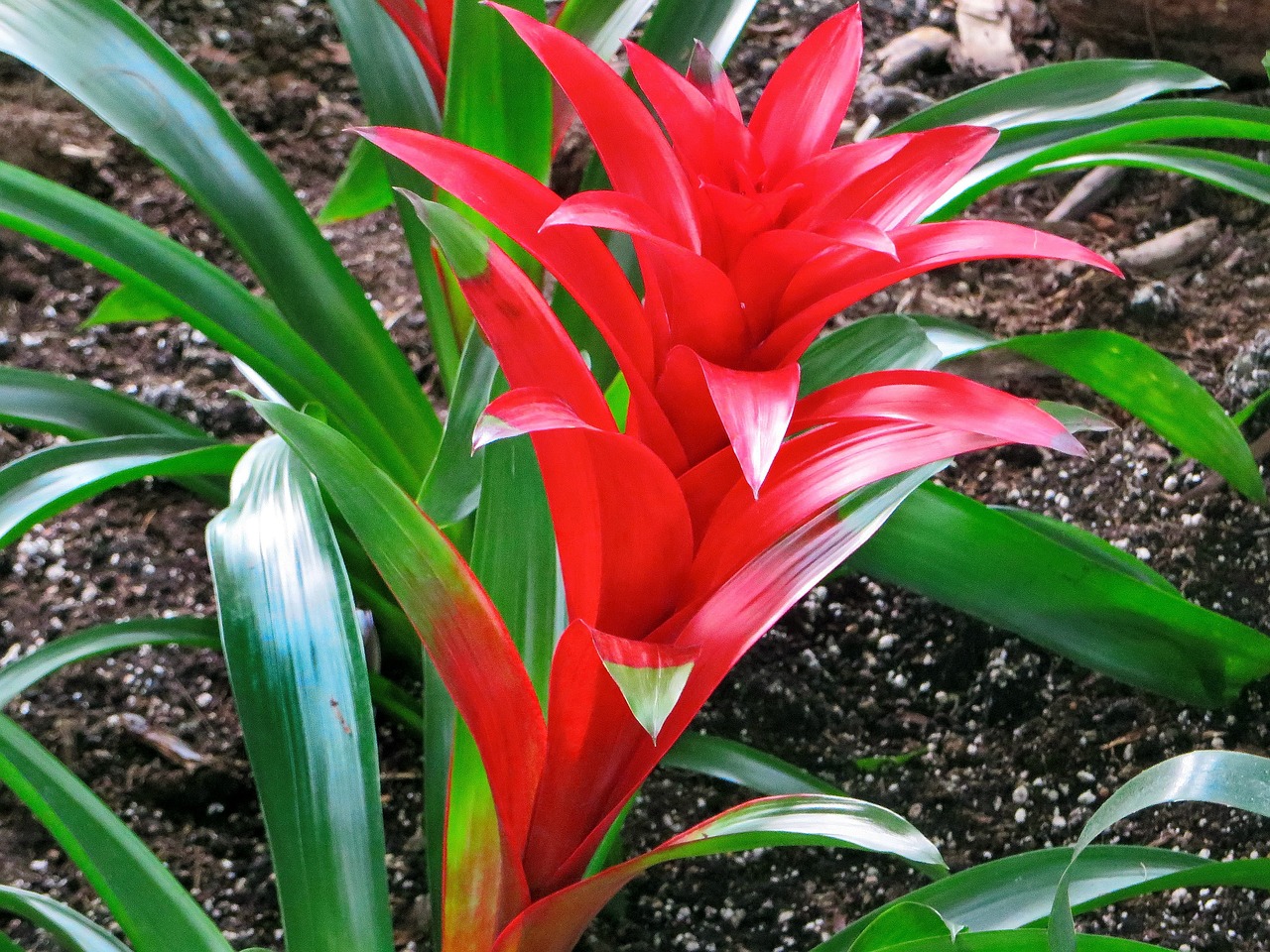 plant leasing bromeliads