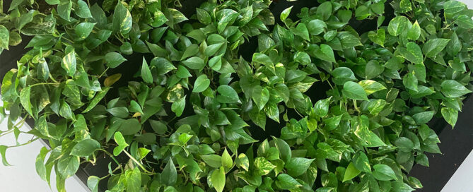 green plants for office space