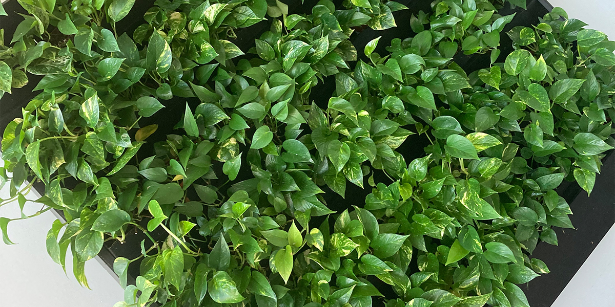 green plants for office space