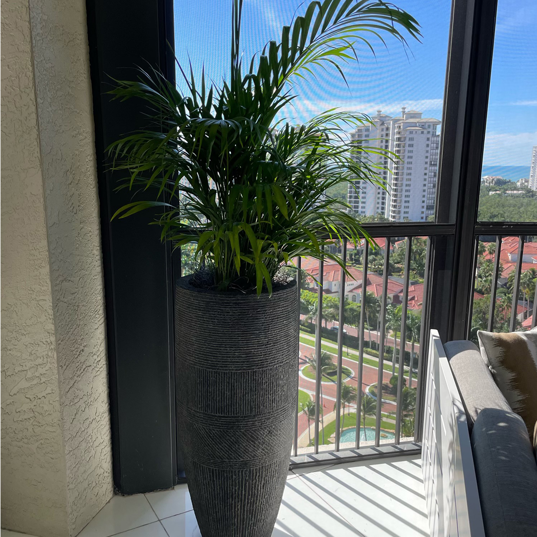 potted palms, plant leasing services
