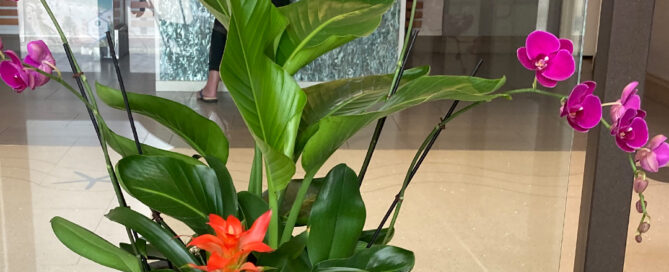 office plant leasing