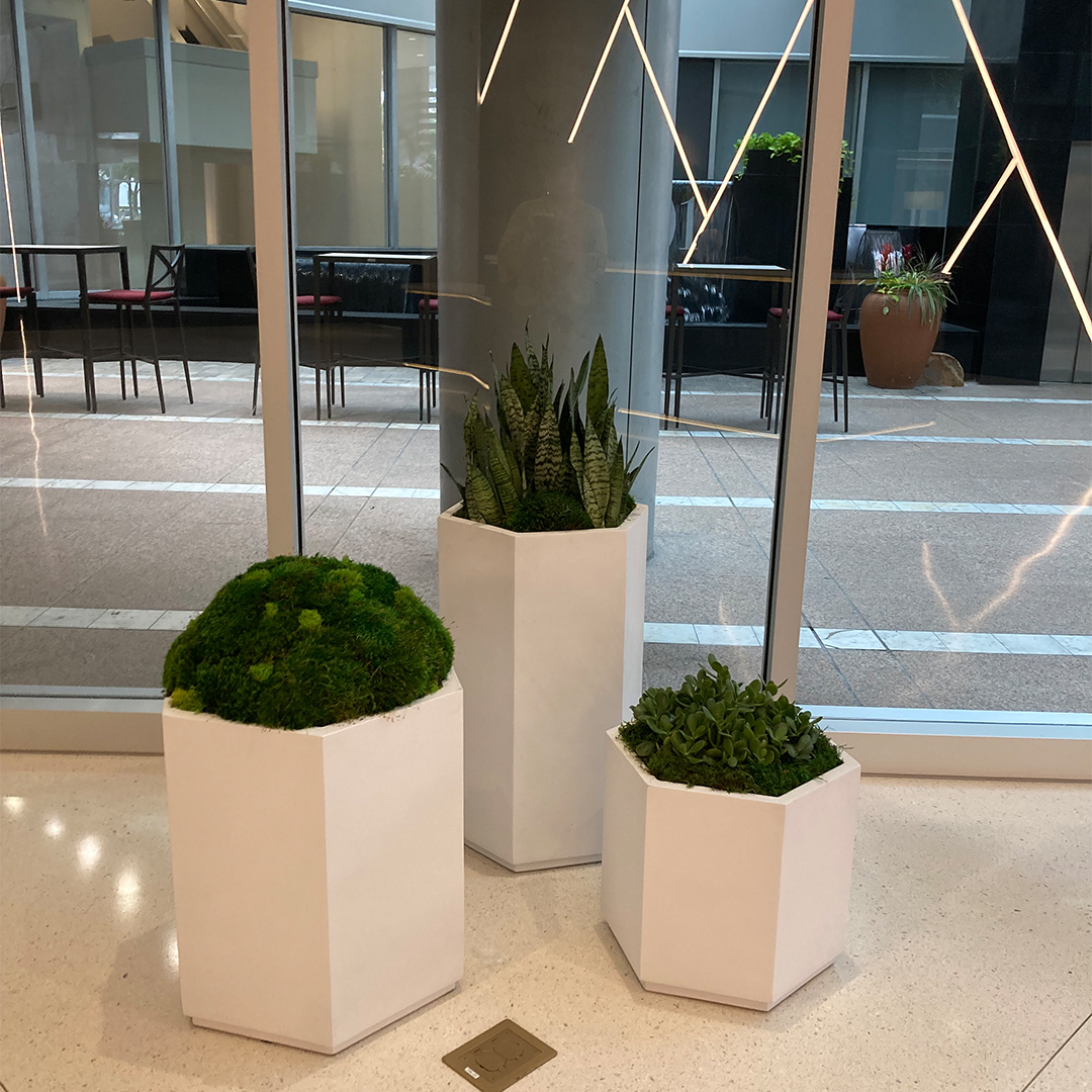 office plant leasing
