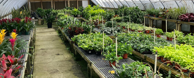 retail plant leasing