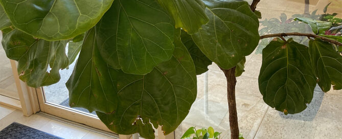 retail plant leasing