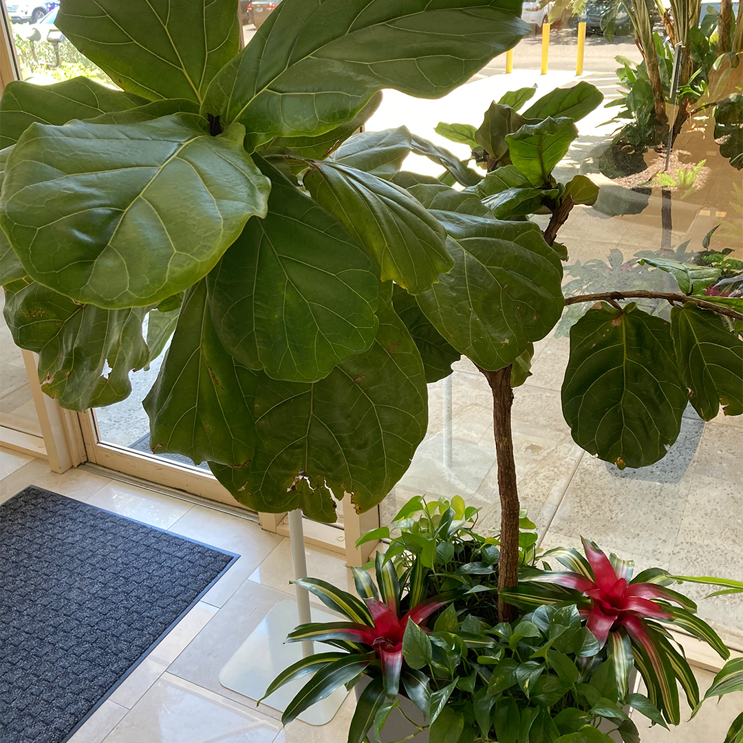 retail plant leasing