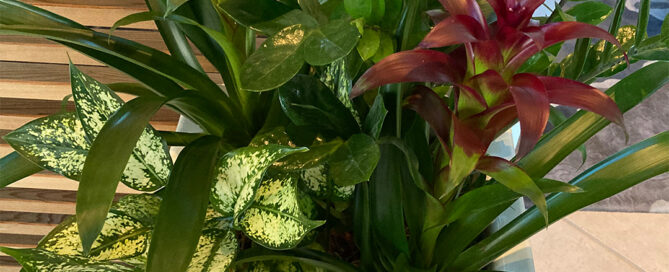 retail plant leasing