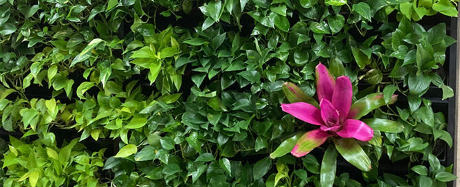 retail plant leasing