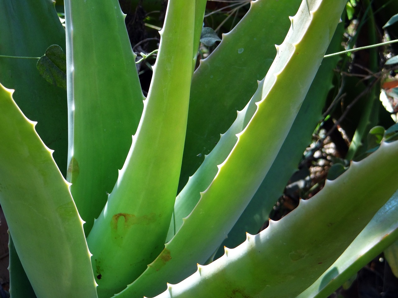 aloe vera Tropex plant leasing