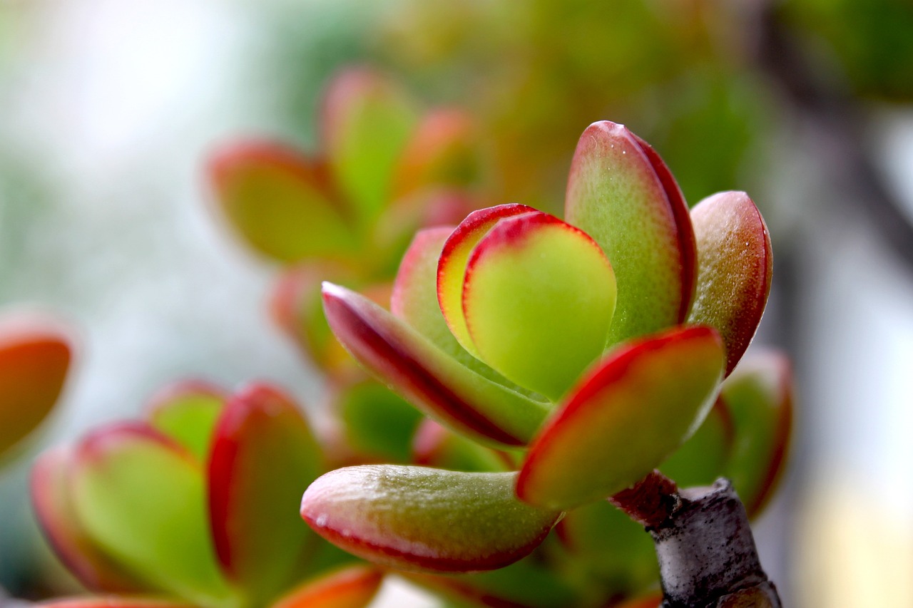 Crassula succulents Tropex plant leasing 