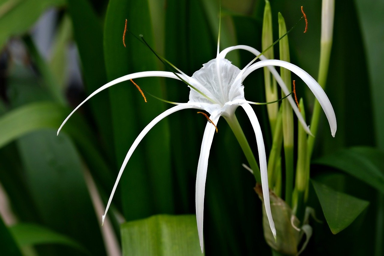 Florida native plants for lease