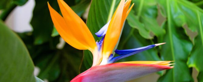 plant leasing Sarasota