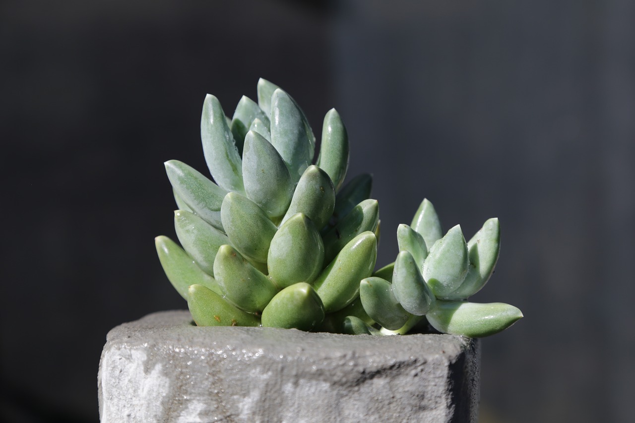 succulents Tropex plant leasing