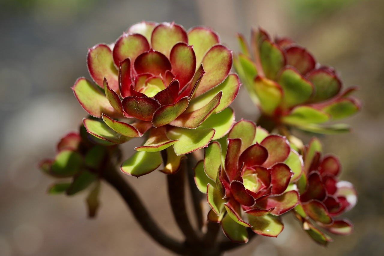 aeonium succulents Tropex plant leasing