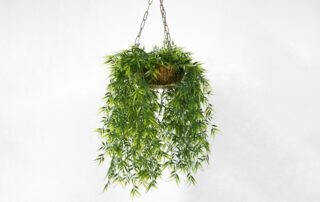 green hanging plants leasing