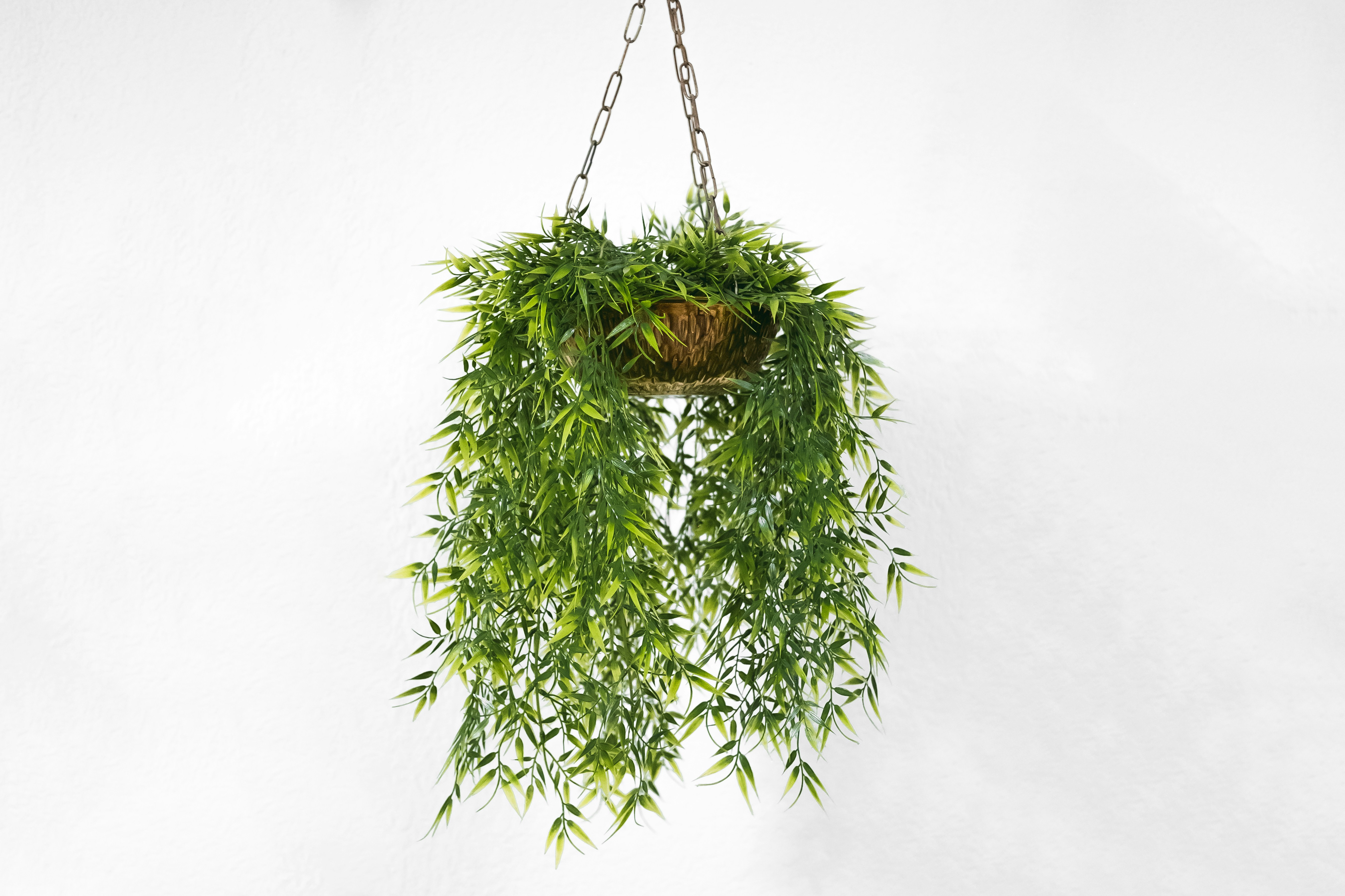 green hanging plants leasing