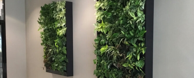 leasing plants in business settings, plant leasing