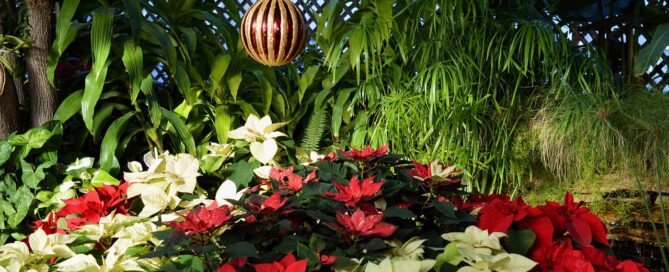 plant leasing for the holidays