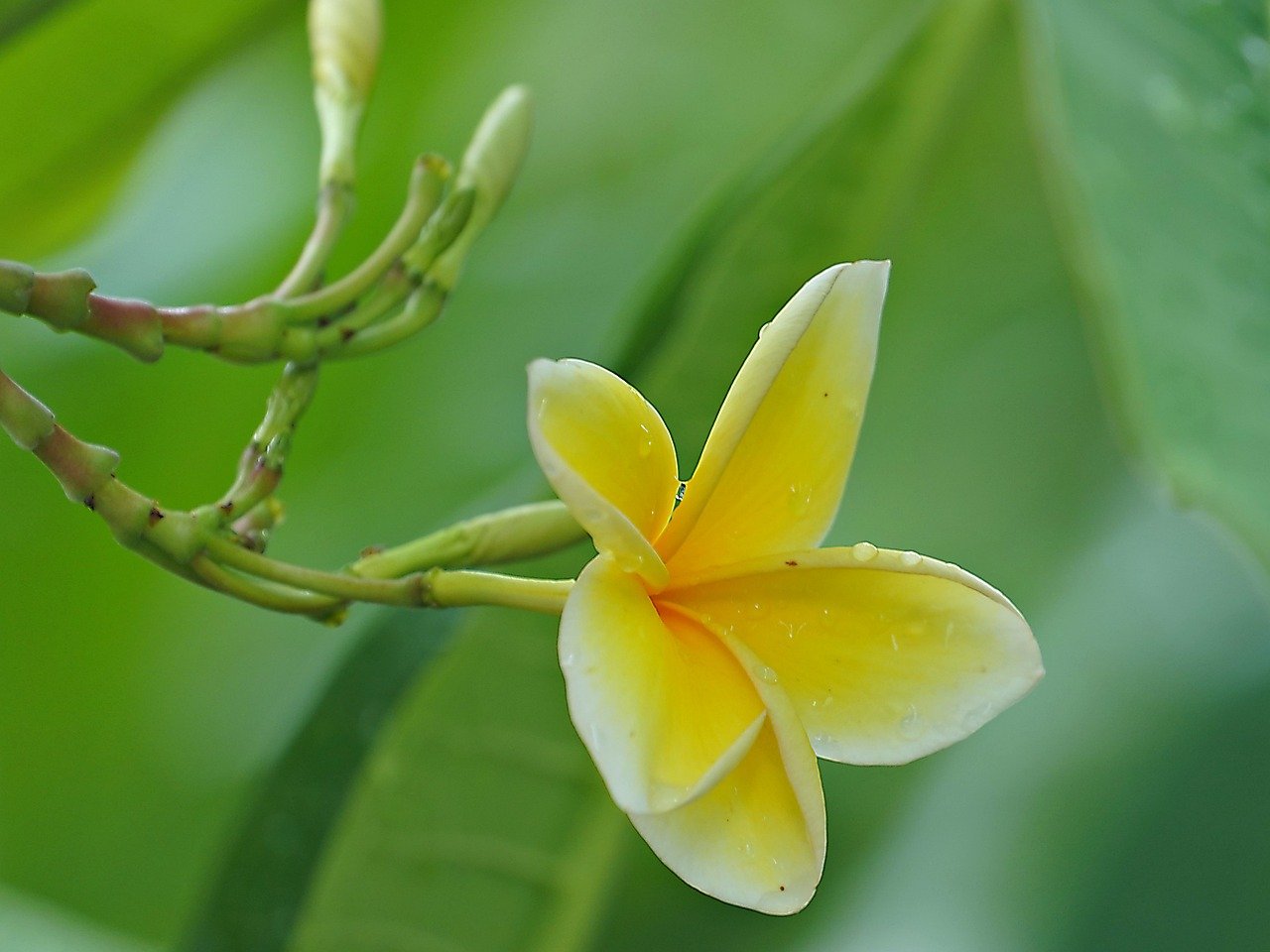 tropical garden plant leasing