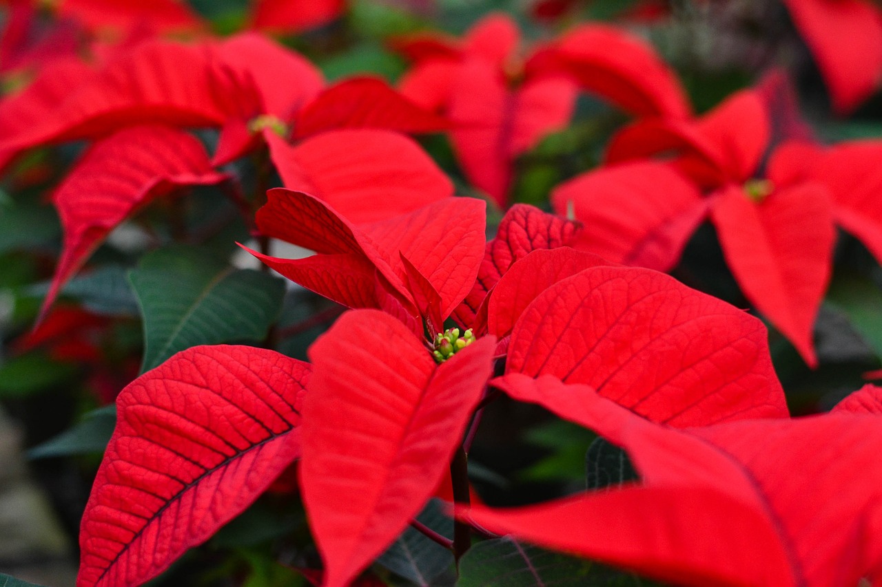 holiday plant leasing Sarasota