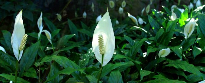 peace lily plant leasing near me