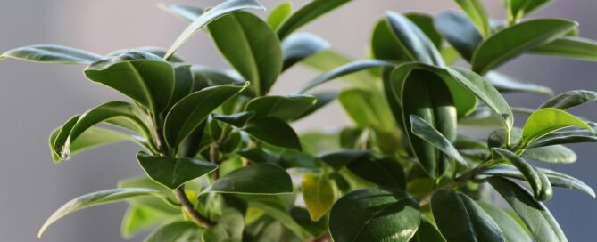 plant leasing ficus trees
