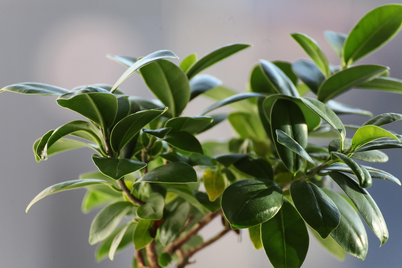 plant leasing ficus trees