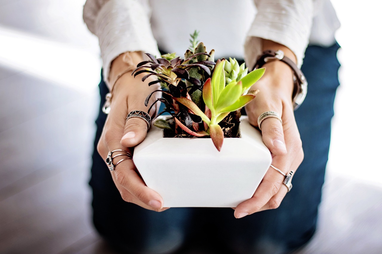 succulents for the office 