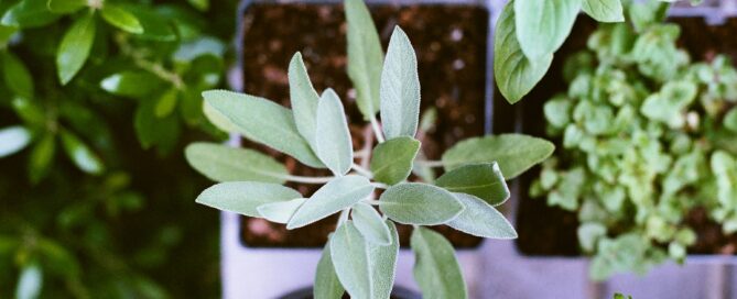 herb living wall design