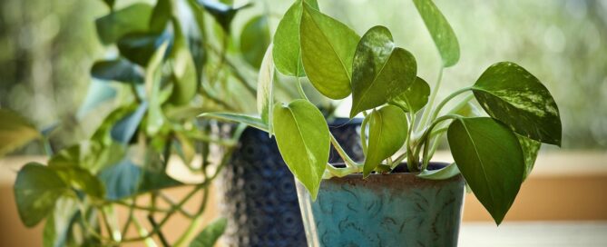 pothos plant leasing near me