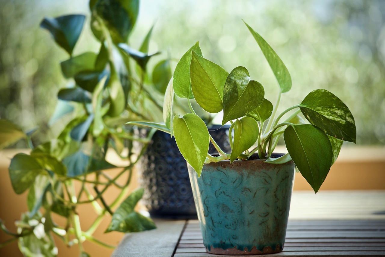 pothos plant leasing near me