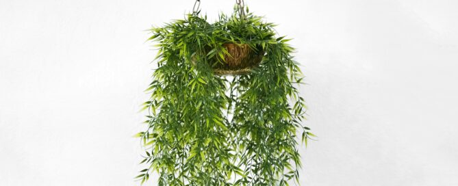 green plants for offices