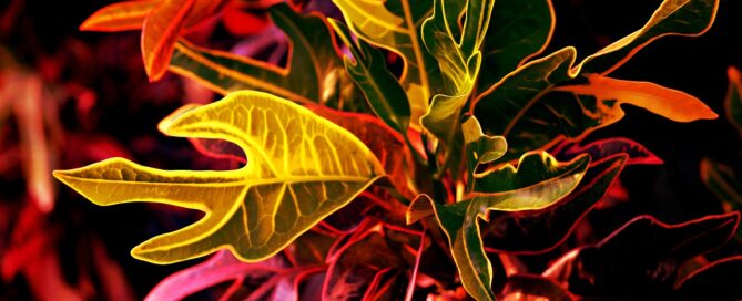 seasonal plant rotations with plant leasing - crotons