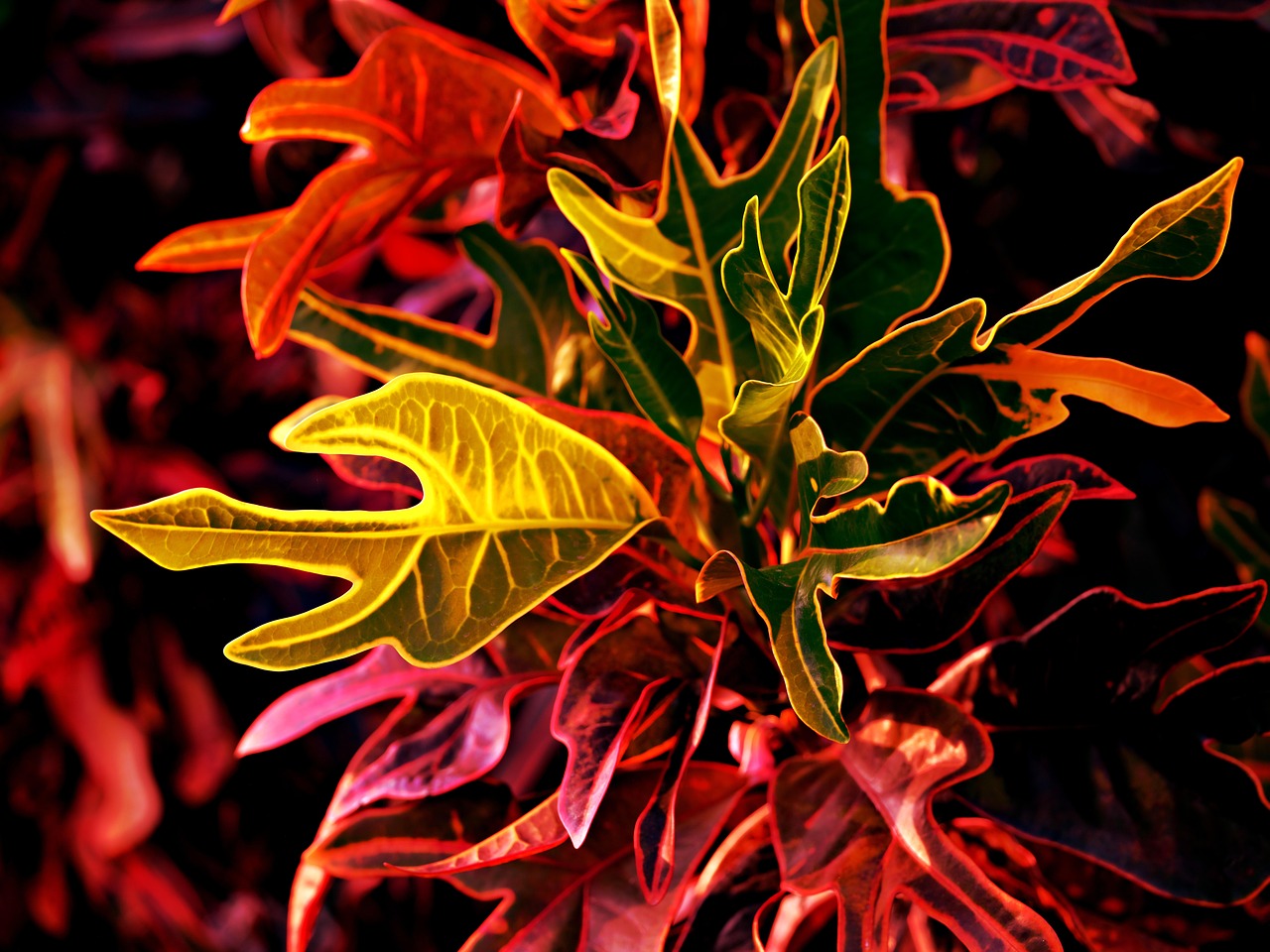 seasonal plant rotations with plant leasing - crotons