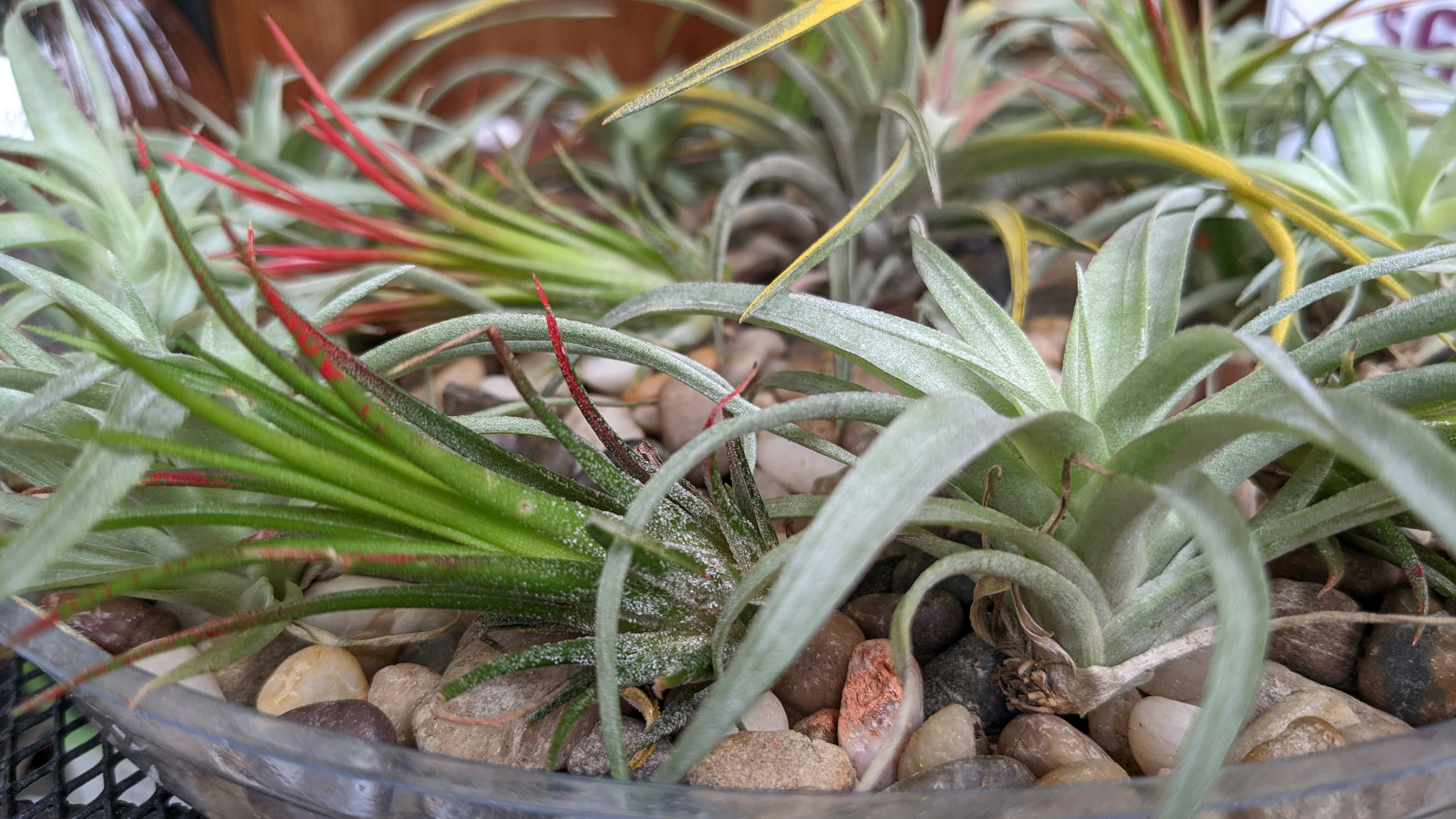 air plants leasing services 