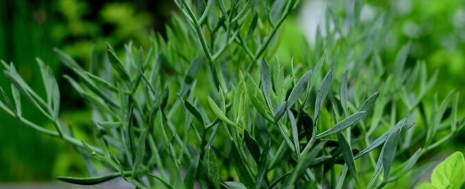 residential plant leasing for luxury homes