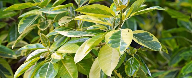 seasonal air plant leasing