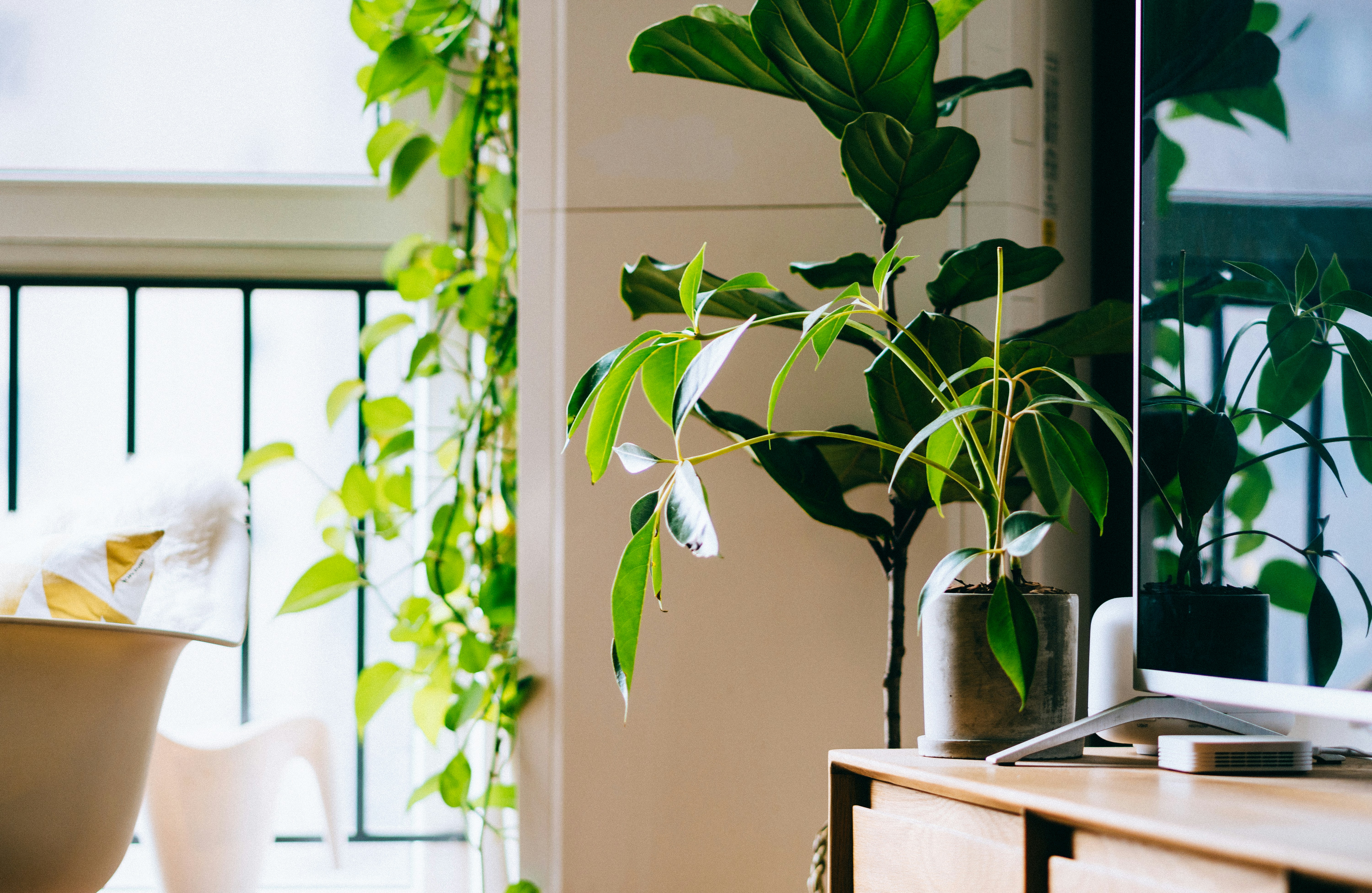 psychology of plants 